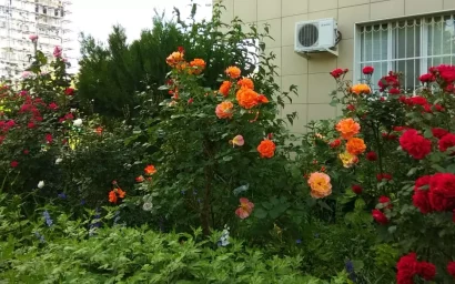 Цветочное чудо — островок среди высоток