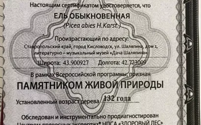 Ель на территории Дачи Шаляпина включена в Национальный реестр