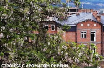 Кисловодск молодой