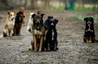 Собачья жизнь