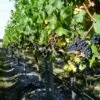 На Ставрополье в 2022 году господдержка виноградарей и виноделов составит 104 млн рублей