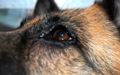 Письмо в редакцию. Помогите спасти животное!