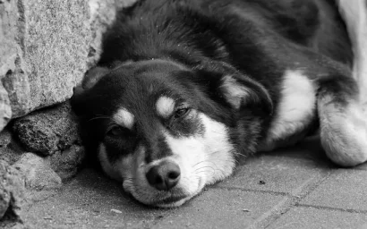 Собачья жизнь