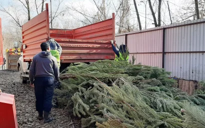 Новогодние елки — к крупногабариту и на переработку