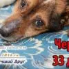 На Ставрополье подписывают петицию против выселения на улицу приюта для животных