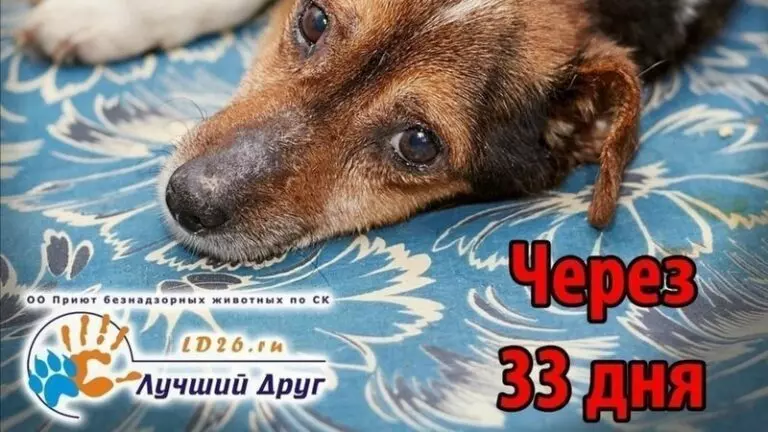 На Ставрополье подписывают петицию против выселения на улицу приюта для животных