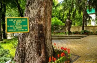 Шаляпинская ель в Кисловодске вновь претендует на звание «Российское дерево года».
