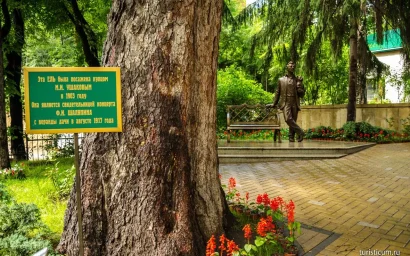 Шаляпинская ель в Кисловодске вновь претендует на звание «Российское дерево года».