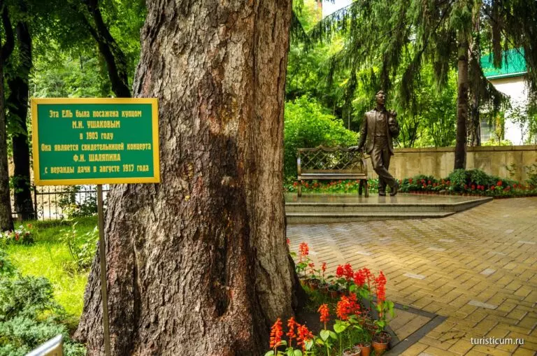 Шаляпинская ель в Кисловодске вновь претендует на звание «Российское дерево года».