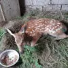 В Национальном парке "Кисловодский" обнаружили истощенного пятнистого оленя