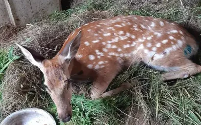В Национальном парке «Кисловодский» обнаружили истощенного пятнистого оленя