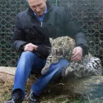 В России отметили День переднеазиатского леопарда. В дикую природу Кавказа вышли еще три пятнистых красавца
