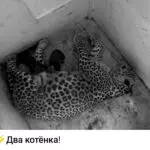 В России отметили День переднеазиатского леопарда. В дикую природу Кавказа вышли еще три пятнистых красавца
