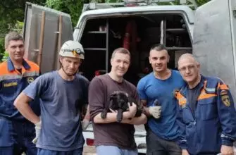Застрявшего между бетонными блоками щенка спасли сотрудники МЧС