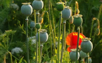 Внимание: операция «Мак»!