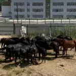 Гуляющих по Кисловодску лошадей и коров приглашают… на штрафстоянку
