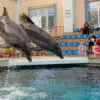 Дельфины: параллельная цивилизация?