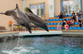 Дельфины: параллельная цивилизация?