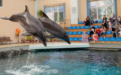 Дельфины: параллельная цивилизация?