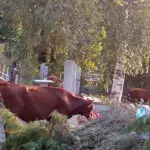 Гуляющих по Кисловодску лошадей и коров приглашают… на штрафстоянку