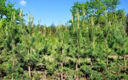 В Кисловодске решили сажать деревья осенью, а не летом