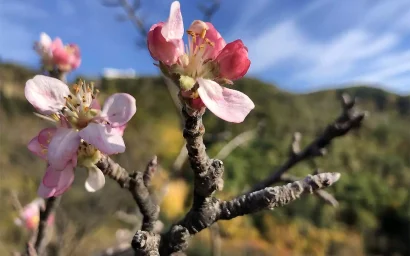 На Красном солнышке в октябре цветет яблоня