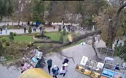 Огромная ветка, упавшая на площадке перед Колоннадой, повредила несколько картин