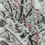Красавица-зима окутала Кавминводы
