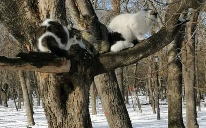 Николай СЕНЧЕВ: «Коты прилетели»…