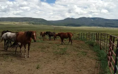 Лошади в городе: цена выкупа выросла