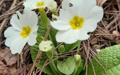 Весеннее равноденствие
