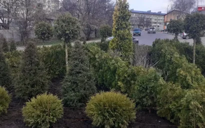 Новые виды озеленения на кисловодских улицах