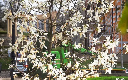 И снова цветут магнолии