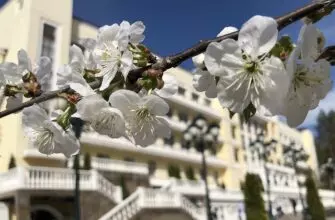 Апрельское цветение