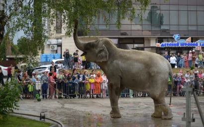 А нам дождик нипочём — мы общаемся со слоном!