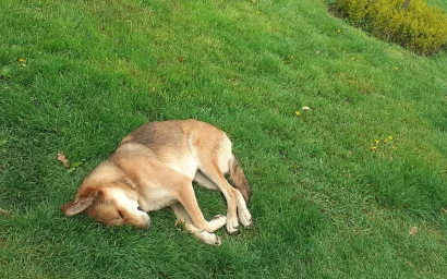 Закон о домашних животных