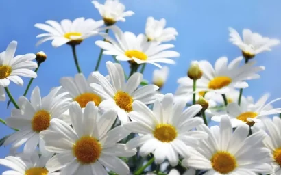 8 июля — день семьи, любви и верности