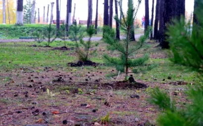 О лесных и декоративных насаждениях — со слезами и без слез