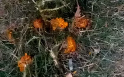 Праздник прошел — цветов не осталось