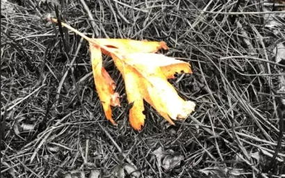 Поджечь гору и спалить мир