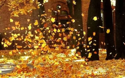Куда девать осенние листья?