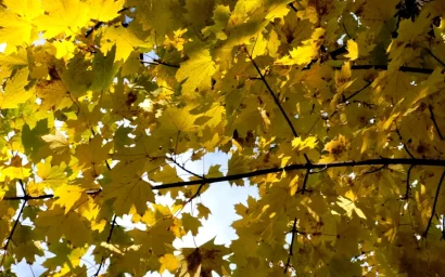 Золотая осень в Кисловодске