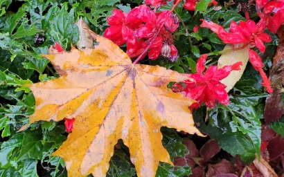 Кисловодская осень-кокетка