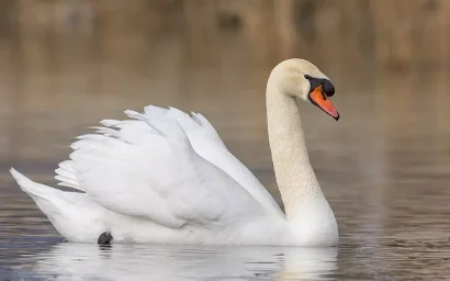 «Лебединое озеро»