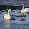 Белые лебеди на Новом озере