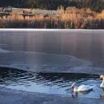 Белые лебеди на Новом озере