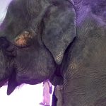 Слоны из циркового Шоу «Девочка и слон» несут добро людям