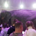 Слоны из циркового Шоу «Девочка и слон» несут добро людям