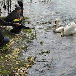 Белоснежные лебеди Нового озера. 2024 год