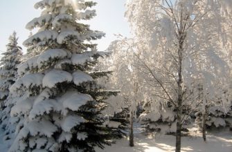 В новогодние каникулы усиленно патрулируют леса